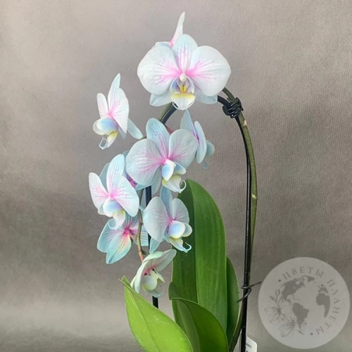 Орхидея Краш микс