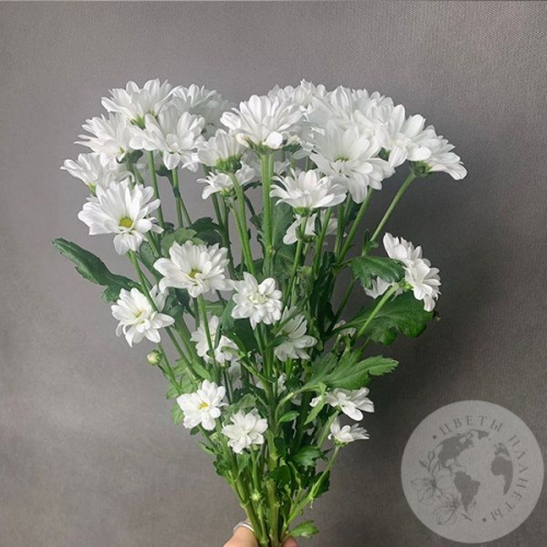 5 белых Сантини в магазине Цветы Планеты