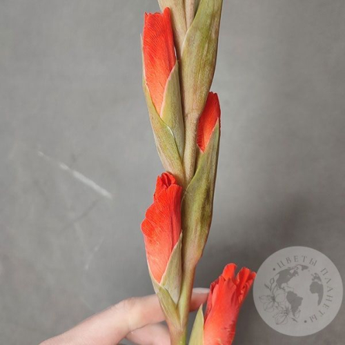 Гладиолус 1 шт. в магазине Цветы Планеты