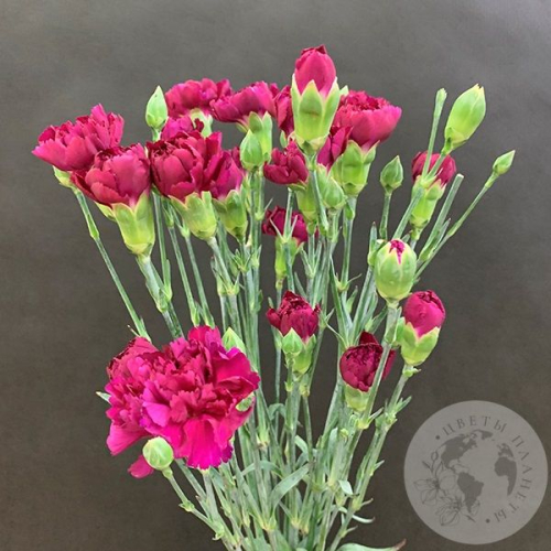 11 гвоздик кустовых фуксия