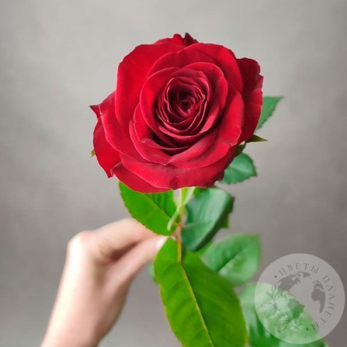 Роза красная 50 см. в магазине Цветы Планеты