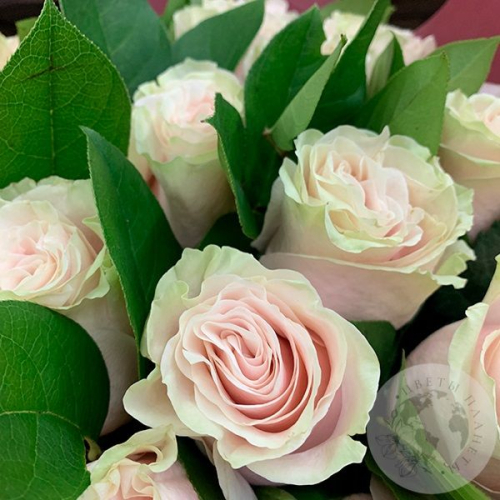 Букет из 25 роз "Нежный" в магазине Цветы Планеты