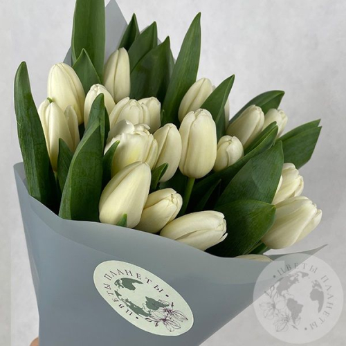 25 тюльпанов белых в магазине Цветы Планеты