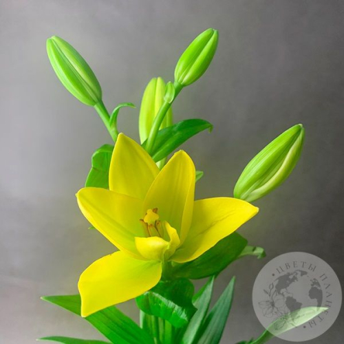 Золотая лилия