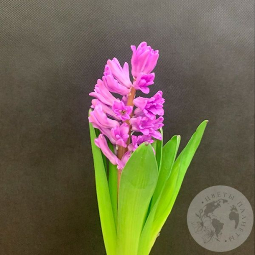 Гиацинт фиолетовый в магазине Цветы Планеты