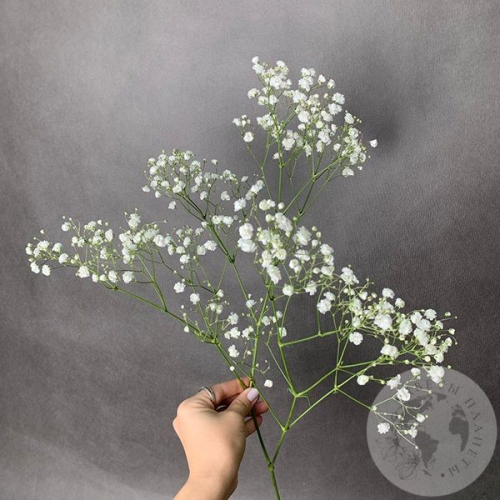 Гипсофила белая в магазине Цветы Планеты