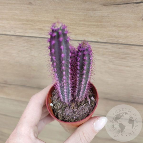 Кактус мини фиолетовый в магазине Цветы Планеты