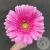 Гербера розовая