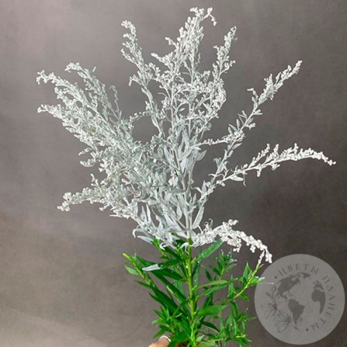 Солидаго белый в магазине Цветы Планеты