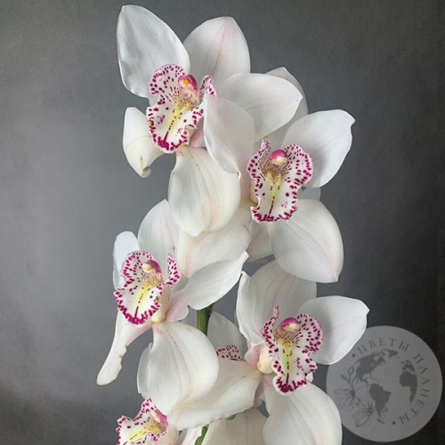 Орхидея Цимбидиум белая