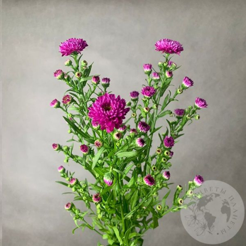 Астер розовый 3 шт. в магазине Цветы Планеты