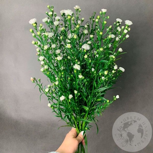 Астер белый 9 шт. в магазине Цветы Планеты