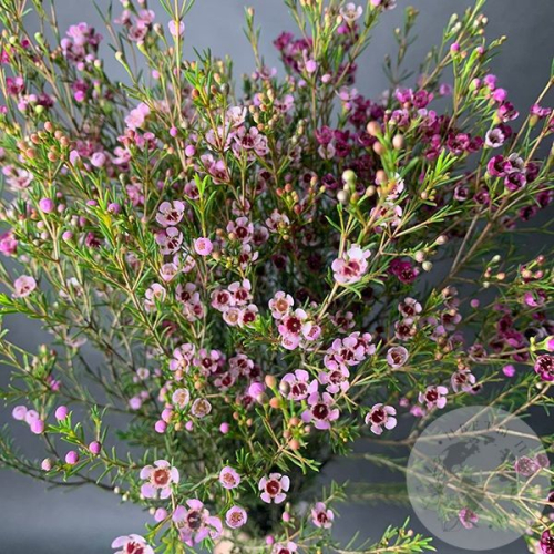 Хамелациум розовый 7 шт. в магазине Цветы Планеты