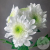 Хризантема кустовая бело-зеленая в магазине Цветы Планеты Хризантема кустовая бело-зеленая