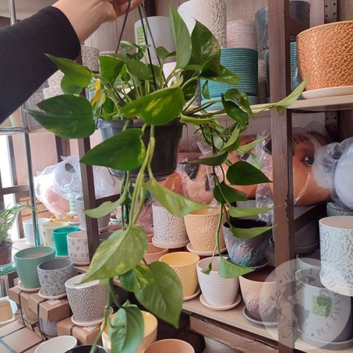 Эпипремнум в магазине Цветы Планеты