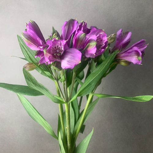 5 Альстромерий фиолетовых