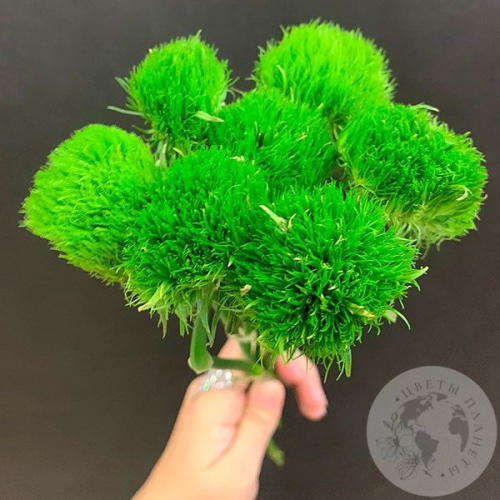 7 гвоздик Грин Трик в магазине Цветы Планеты