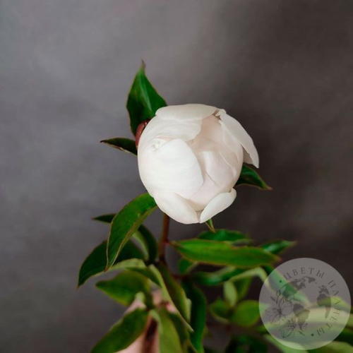 Пион белый российский в магазине Цветы Планеты