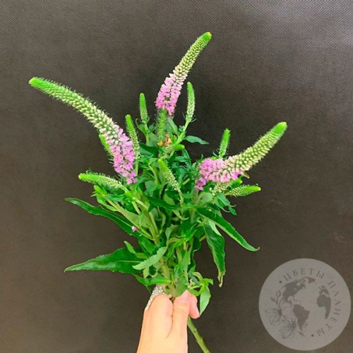 Вероника розовая 3 шт. в магазине Цветы Планеты