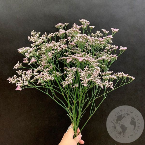 Лимониум розовый 7 шт. в магазине Цветы Планеты