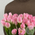 45 тюльпанов розовых в магазине Цветы Планеты