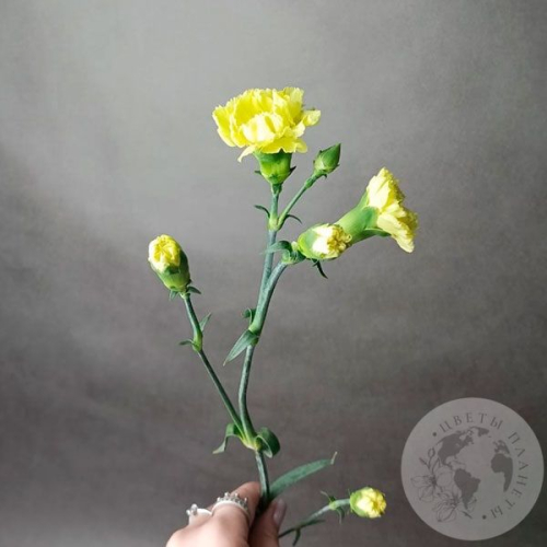 Гвоздика кустовая желтая