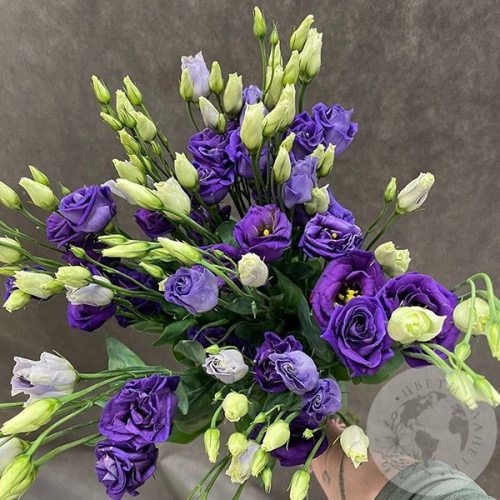 Эустома фиолетовая 5 шт.