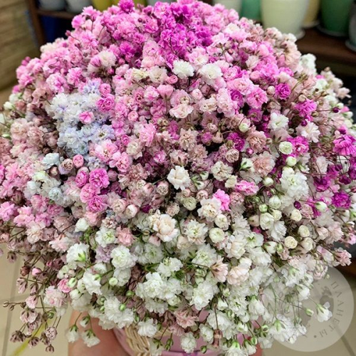 Композиция из розовой гипсофилы в коробке в магазине Цветы Планеты