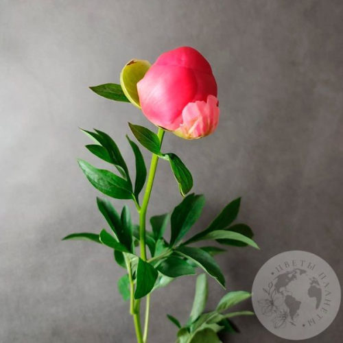 Пион коралловый в магазине Цветы Планеты