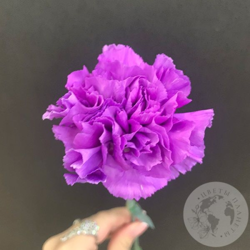 Лунная гвоздика в магазине Цветы Планеты