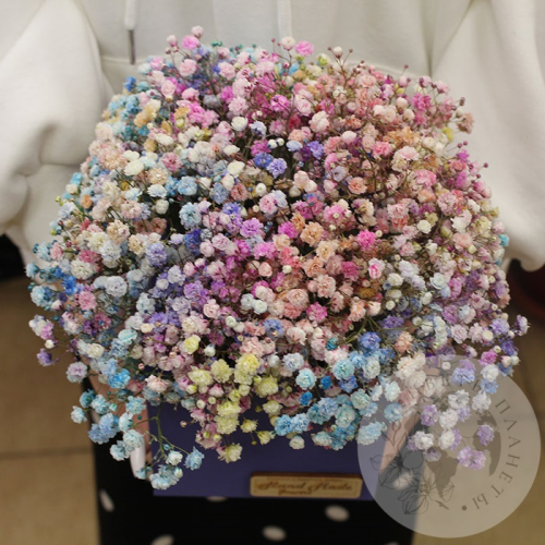 Композиция из крашенных гипсофил в ящике в магазине Цветы Планеты