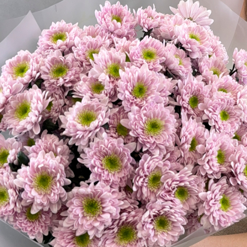 Букет из фиолетовой кустовой хризантемы в магазине Цветы Планеты