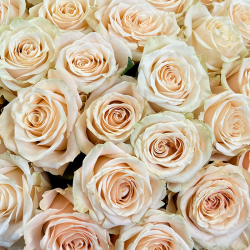 Букет из кремовых роз Эквадор 25 шт. 60 см. в магазине Цветы Планеты