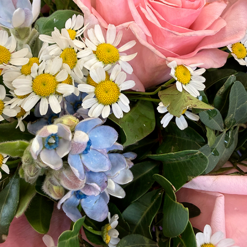 Букет с пионовидными розами ромашкой и незабудкой в магазине Цветы Планеты