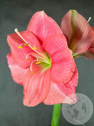 Амариллис розовый в магазине Цветы Планеты