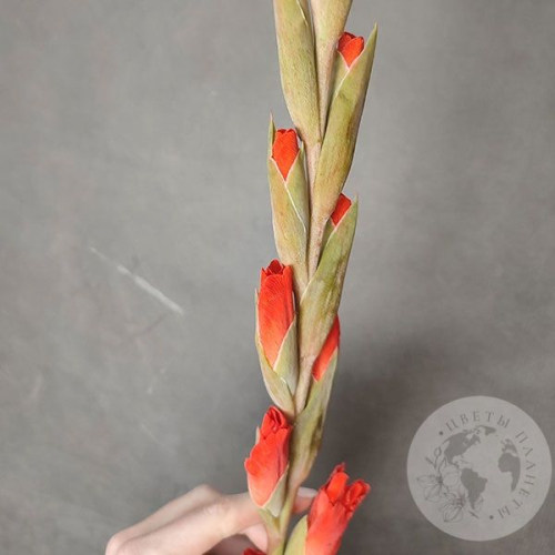 Гладиолус 1 шт. в магазине Цветы Планеты