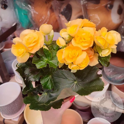 Бегония в магазине Цветы Планеты