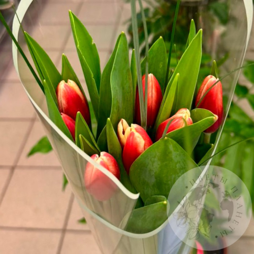 Букет из 7 тюльпанов красно-белых в магазине Цветы Планеты