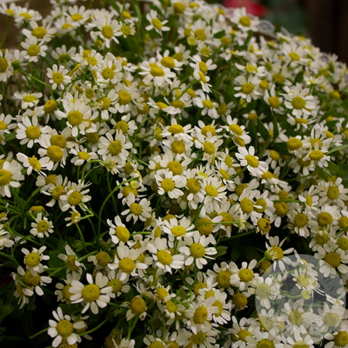 Букет ромашек в магазине Цветы Планеты
