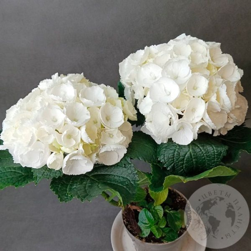 Гортензия комнатная в магазине Цветы Планеты