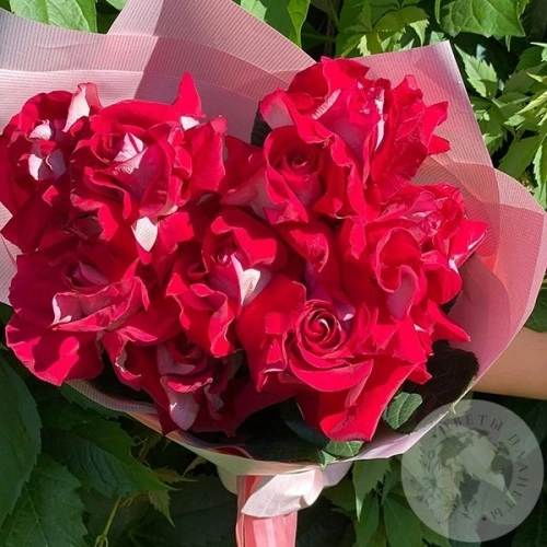 9 красно-белых вывернутых роз