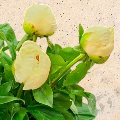 7 пионов в магазине Цветы Планеты