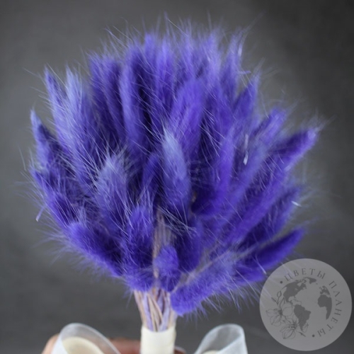 Лагурус сухоцвет фиолетовый в магазине Цветы Планеты