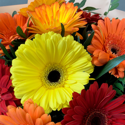 Букет из 11 гербер в магазине Цветы Планеты