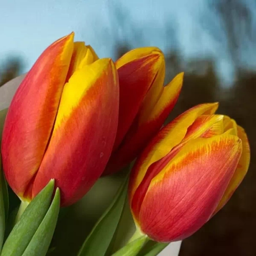 3 тюльпана красно-желтых в магазине Цветы Планеты