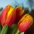 3 тюльпана красно-желтых в магазине Цветы Планеты