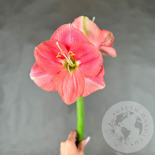 Амариллис розовый в магазине Цветы Планеты