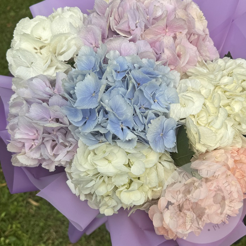 Букет из 7 гортензий в магазине Цветы Планеты