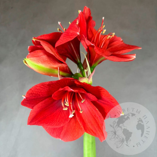 Амариллис красный в магазине Цветы Планеты