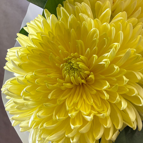Букет из желтой хризантемы с зеленью  в магазине Цветы Планеты